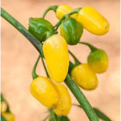 Cumari do Pará Pepper: The Unmistakable Amazon Aroma | Picantes.pt