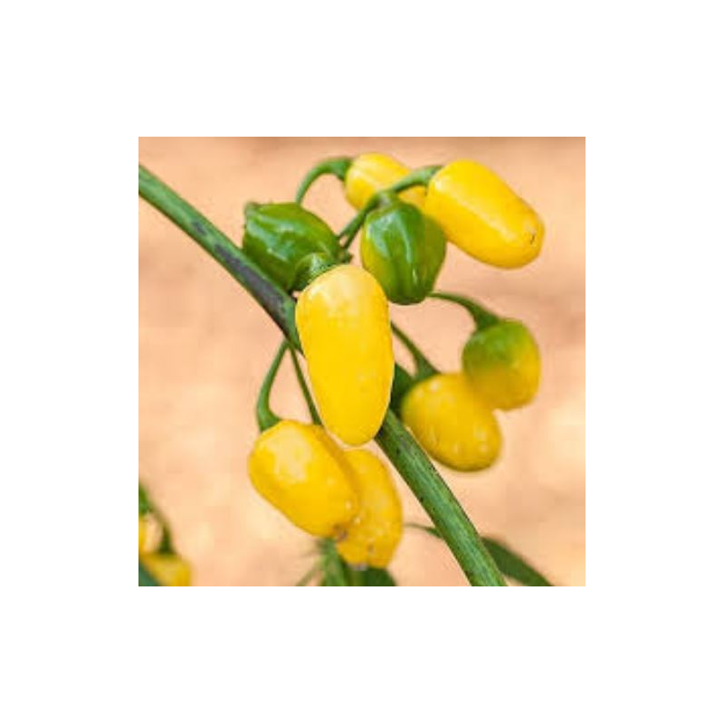 Cumari do Pará 10 sementes