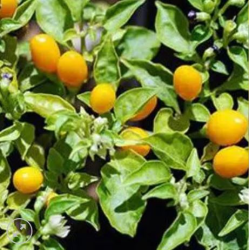 Cumari do Pará 10 sementes