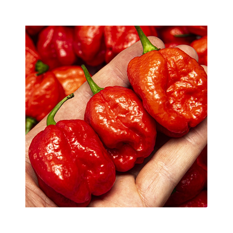 Sweet Moruga 10 sementes