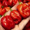 Sweet Moruga 10 sementes