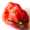 Sweet Moruga 10 sementes