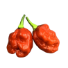 Sweet Moruga 10 sementes