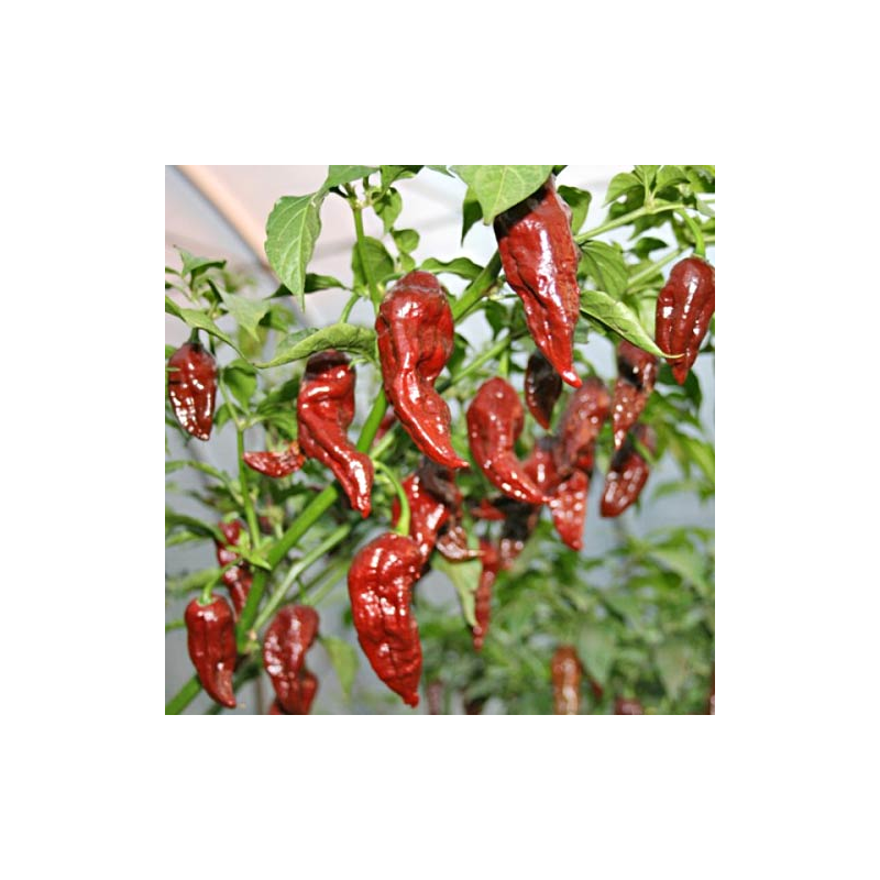 Chocolate Jolokia Pepper: The Smoky Ghost of Fire