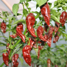 Chocolate Jolokia Pepper: The Smoky Ghost of Fire