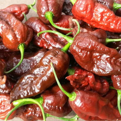 Chocolate Jolokia Pepper: The Smoky Ghost of Fire