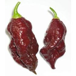 Jolokia Chocolate 10 sementes