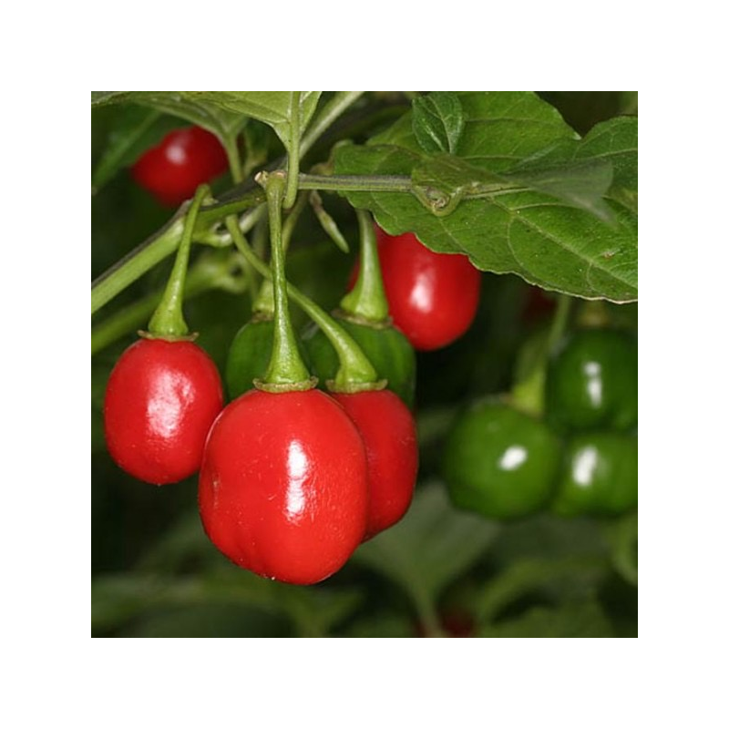 Pimenta do Bode 10 sementes