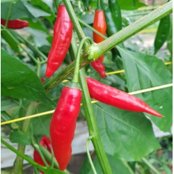 Dedo de Moça 10 sementes