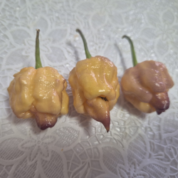 Carolina Pêssego– Ardência brutal com um toque frutado