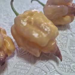 Carolina Pêssego– Ardência brutal com um toque frutado