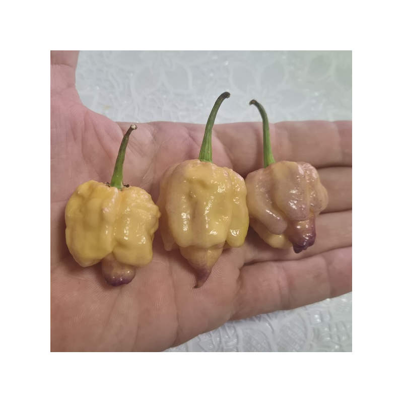 Carolina Pêssego– Ardência brutal com um toque frutado