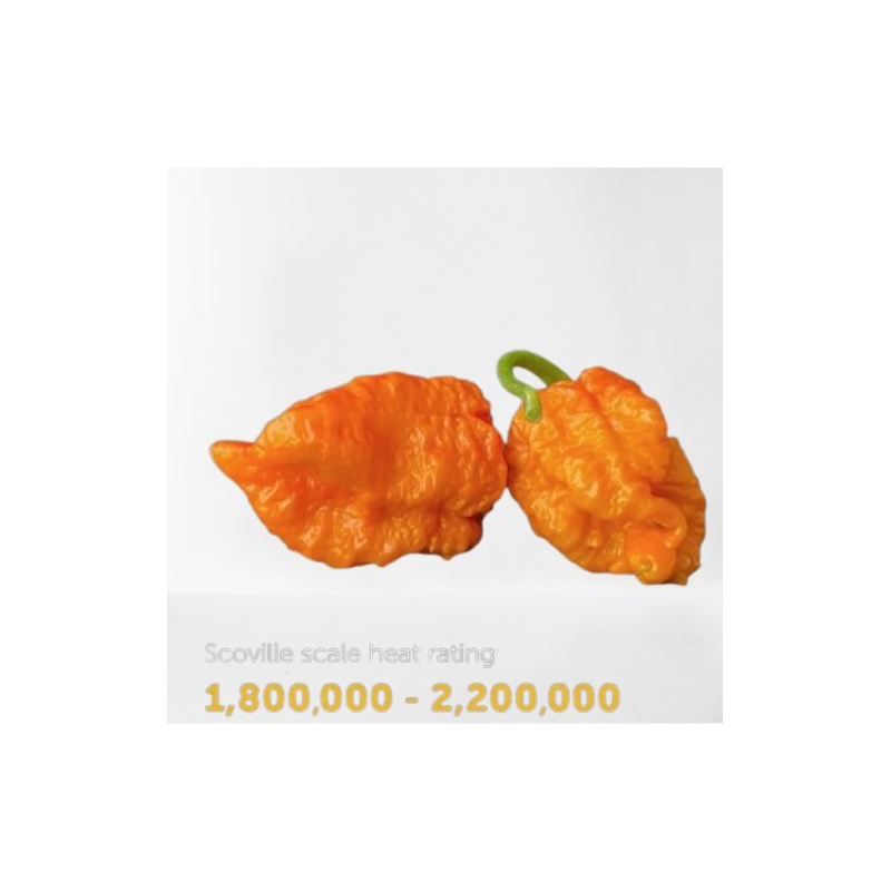 Carolina Reaper Laranja: Limite máximo da ardência