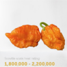 Carolina Reaper Laranja: Limite máximo da ardência