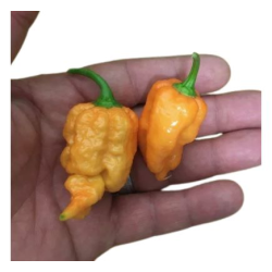 Carolina Reaper Laranja: Limite máximo da ardência