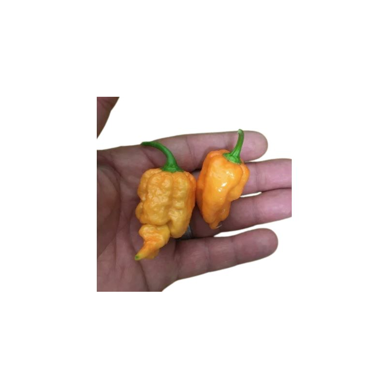 Carolina Reaper Laranja: Limite máximo da ardência