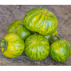 Tomate Green Zebra: O toque picante que refresca