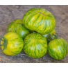 Tomate Green Zebra: O toque picante que refresca