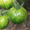 Tomate Green Zebra: O toque picante que refresca
