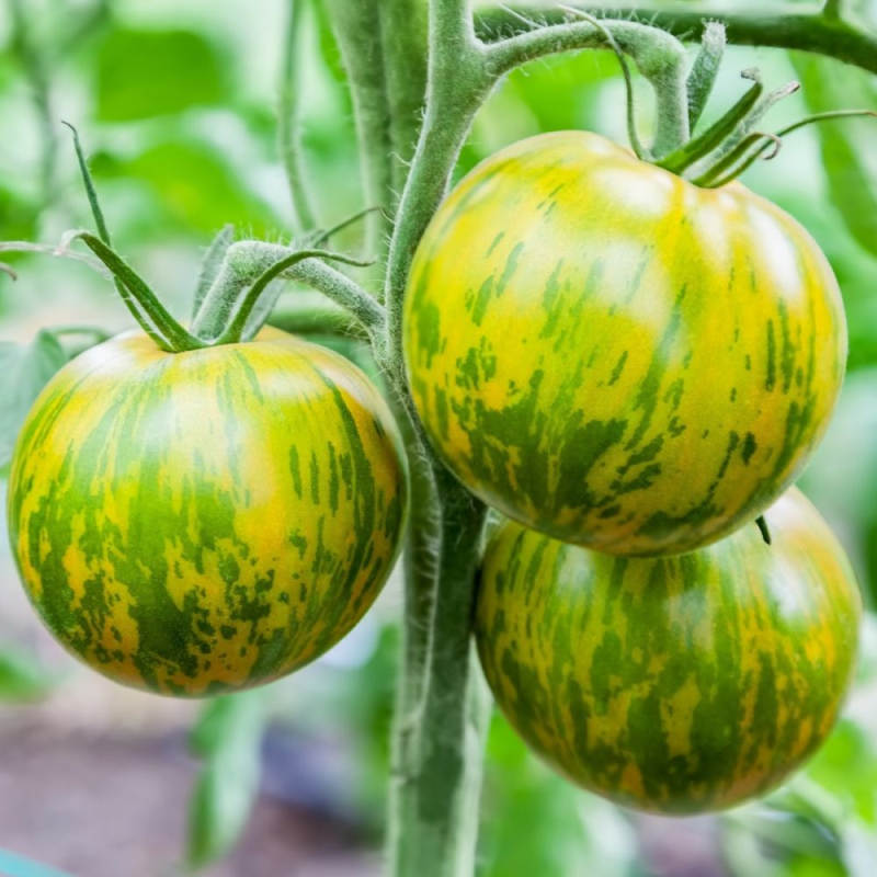 Tomate Green Zebra: O toque picante que refresca