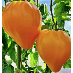 Tomate Oxheart Laranja: Textura nobre, sabor sério