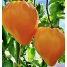 Tomate Oxheart Laranja: Textura nobre, sabor sério