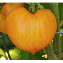 Tomate Oxheart Laranja: Textura nobre, sabor sério