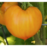 Tomate Oxheart Laranja: Textura nobre, sabor sério