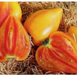 Tomate Oxheart Laranja: Textura nobre, sabor sério