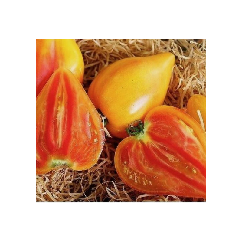 Tomate Oxheart Laranja: Textura nobre, sabor sério