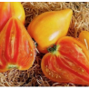 Tomate Oxheart Laranja: Textura nobre, sabor sério