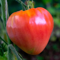 Tomate Oxheart Pink: Gourmet a Sério, Sem Floreados.