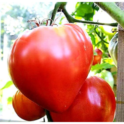 Tomate Oxheart Pink: Gourmet a Sério, Sem Floreados.