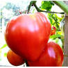 Pink Oxheart Tomato: Serious Gourmet, No Frills. | Picantes.pt