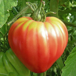 Tomate Oxheart Pink: Gourmet a Sério, Sem Floreados.