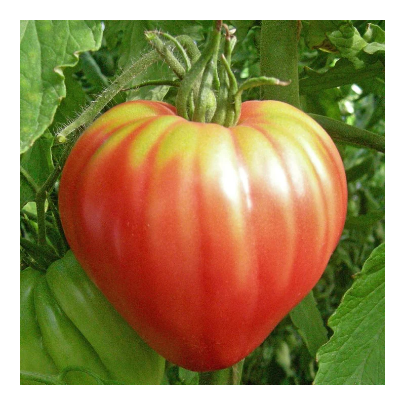 Tomate Oxheart Pink: Gourmet a Sério, Sem Floreados.