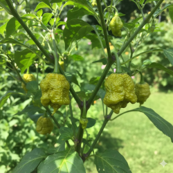 Moruga Brain Mustard: Primeiro o Aviso, Depois o Caos!