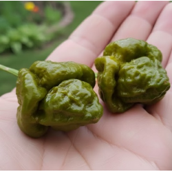 Moruga Brain Mustard: Primeiro o Aviso, Depois o Caos!