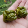 Moruga Brain Mustard: First the Warning, Then the Chaos!