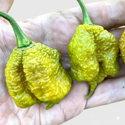 Moruga Brain Mustard: Primeiro o Aviso, Depois o Caos!
