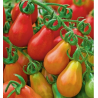 Sementes de Tomate Pêra Vermelho (Red Pear) - 10 Sementes | Picantes.pt