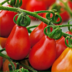 Sementes de Tomate Pêra Vermelho (Red Pear) - 10 Sementes | Picantes.pt