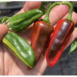 Sweet Blood 10 sementes