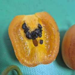 Aji Rocoto Laranja: as Sementes Negras dos Andes