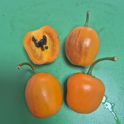 Aji Rocoto Laranja: as Sementes Negras dos Andes