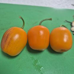 Aji Rocoto Laranja: as Sementes Negras dos Andes