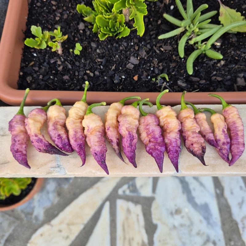 Bela Purple Peach: A Joia de Ébano e Pêssego