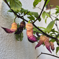 Bela Purple Peach: A Joia de Ébano e Pêssego