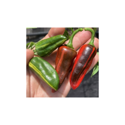 Pimenta Sweet Blood - O Fruto Cor de Sangue Profundo e Brilhante