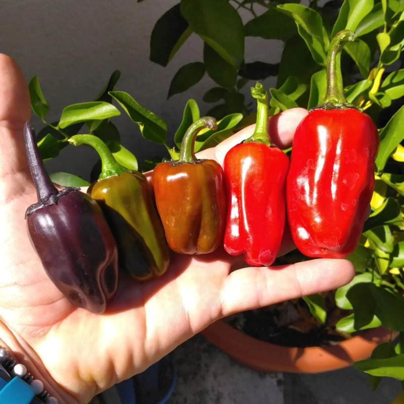 Pimenta Sweet Blood - O Fruto Cor de Sangue Profundo e Brilhante